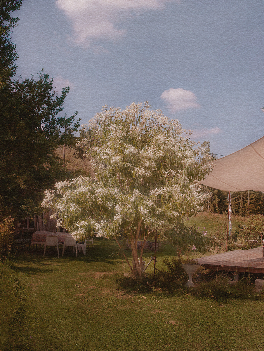 Garden and Trees, Eiche, Quercus